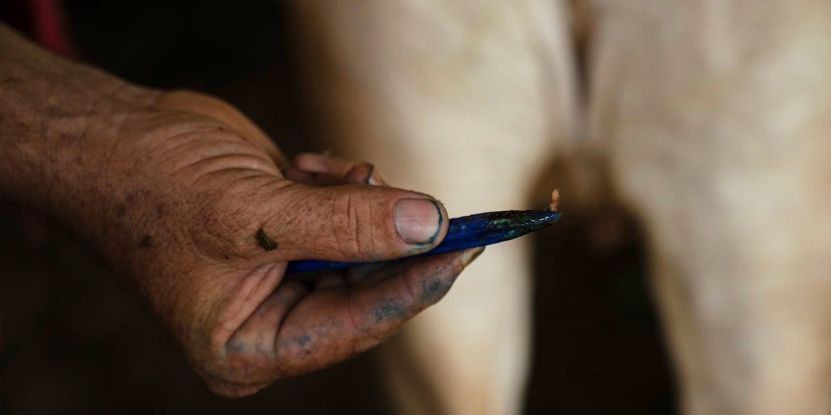 USDA confirms first case of New World screwworm in South Texas