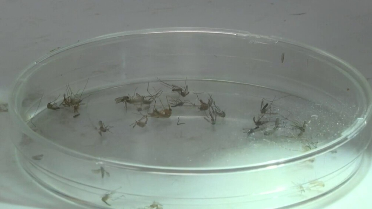 Wet weather could make pests worse