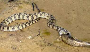 Harmless watersnake in Texas is seen downing a flathead catfish, with earlier meals still showing