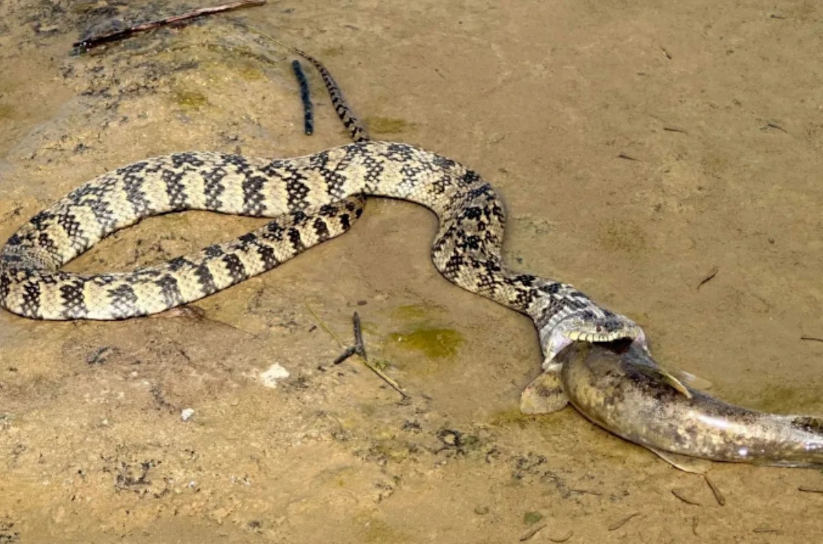 Harmless watersnake in Texas is seen downing a flathead catfish, with earlier meals still showing
