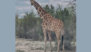 Mystery of a missing Texas giraffe deepens as cops call stories of recapture false