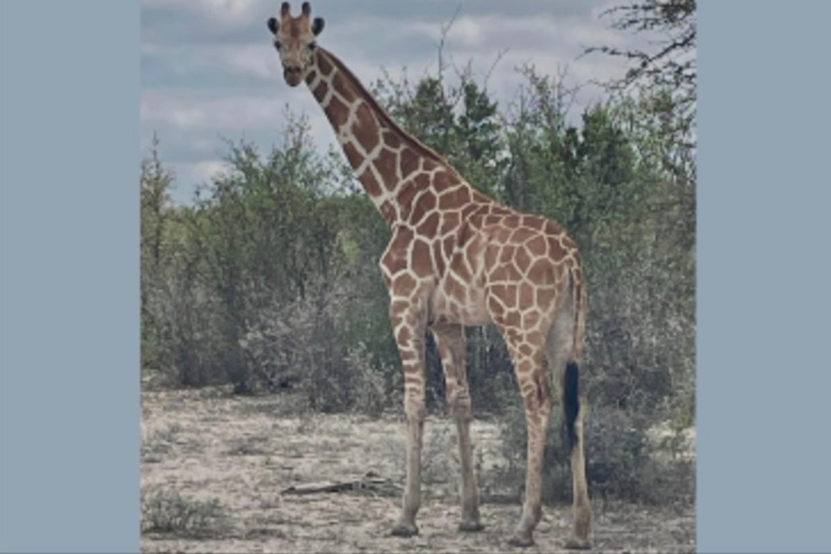 Mystery of a missing Texas giraffe deepens as cops call stories of recapture false