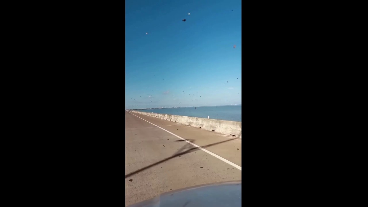 Butterflies swarm Texas coast