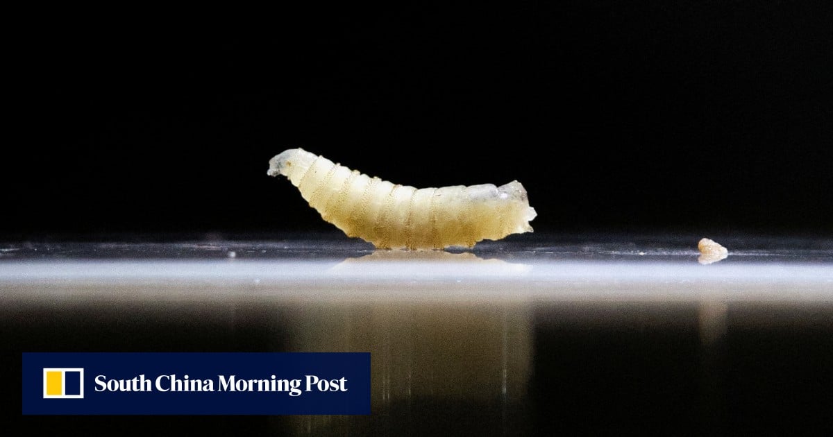 Quarantine in Texas: US races to contain deadly flesh-eating parasite