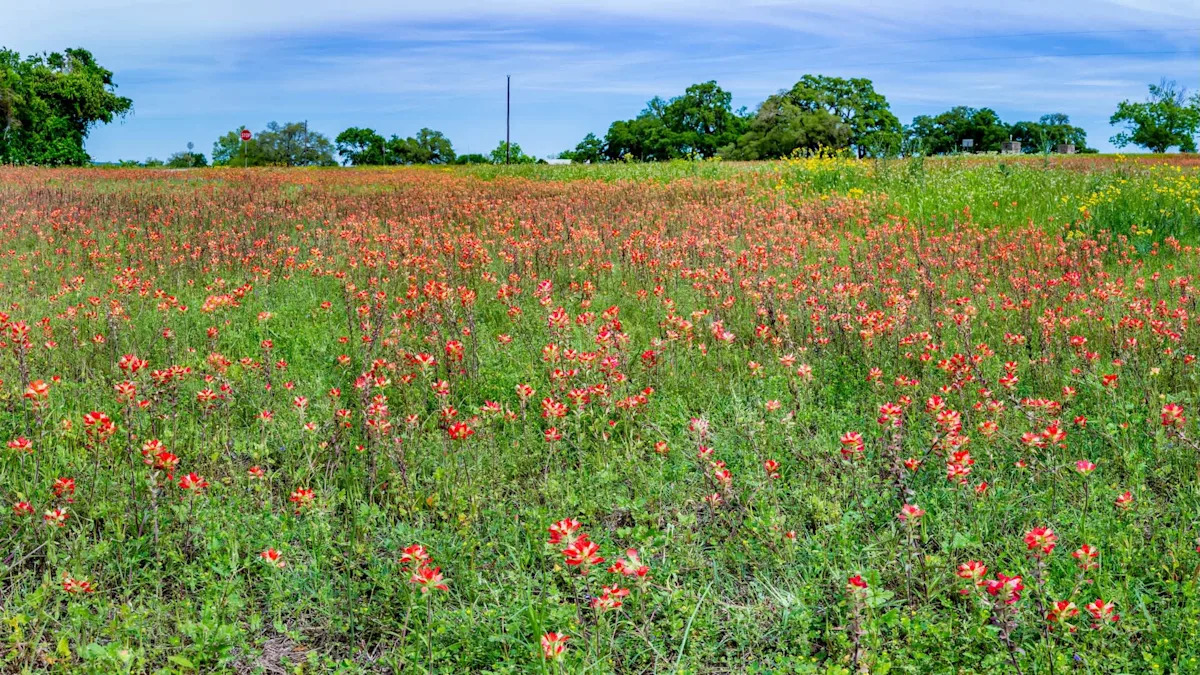 Texas couple's 118-acre paradise could be swallowed by a 7,600-acre data center boom locals say they cannot stop