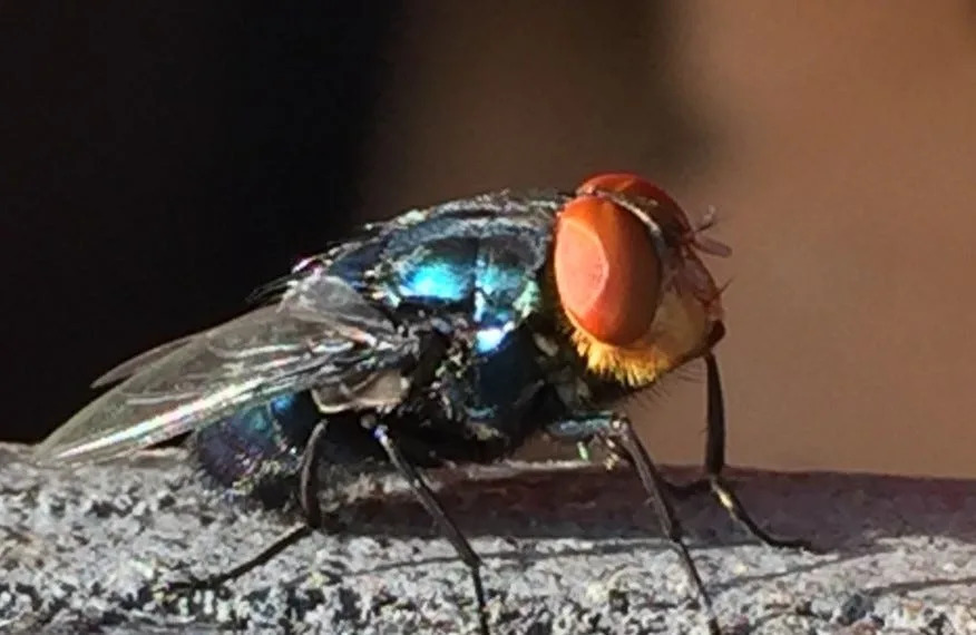 New World Screwworm flies are about the size of a common housefly (or slightly larger) with organge eyes, a metallic green or blue body and three dark stripes along its back.