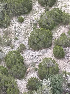 Gracie the giraffe, who had been missing in Texas for over two weeks, was located on June 26, 2026, the Real County Sheriff's Office said. She is seen in this photo taken during an aerial search.