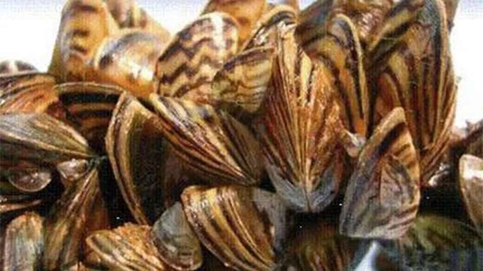 <div>Zebra mussels</div><strong>(Texas Parks and Wildlife / FOX Local)</strong>