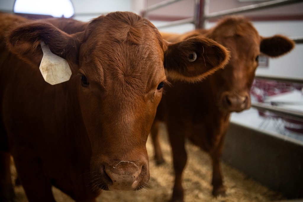 Cattle serve as the backdrop for a roundtable discussion on the New World Screwworm at the Texas A&M Beef Center in College Station, Texas on Tuesday, April 29, 2025. (Meredith Seaver  /College Station Eagle via AP)