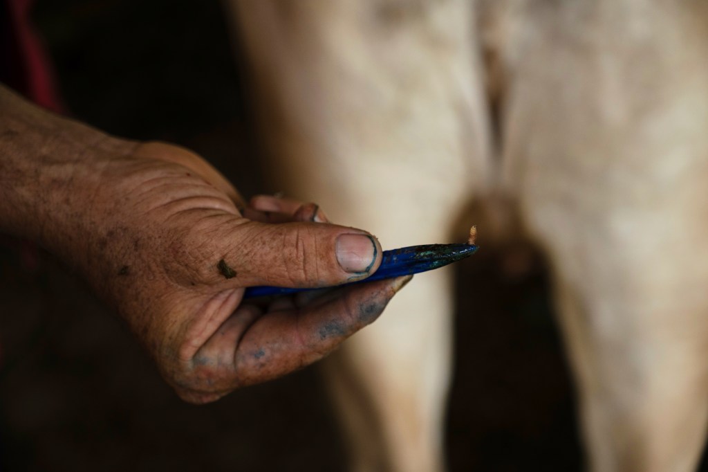 Alfredo Chavez, a cattle rancher and livestock technician, shows New World screwworm larvae removed from a cow at his ranch in Cintalapa, Chiapas, Mexico, Wednesday, July 23, 2025, amid an infestation that led the U.S. to suspend cattle imports over fears the pest could reach the border. (AP Photo/Isabel Mateos)