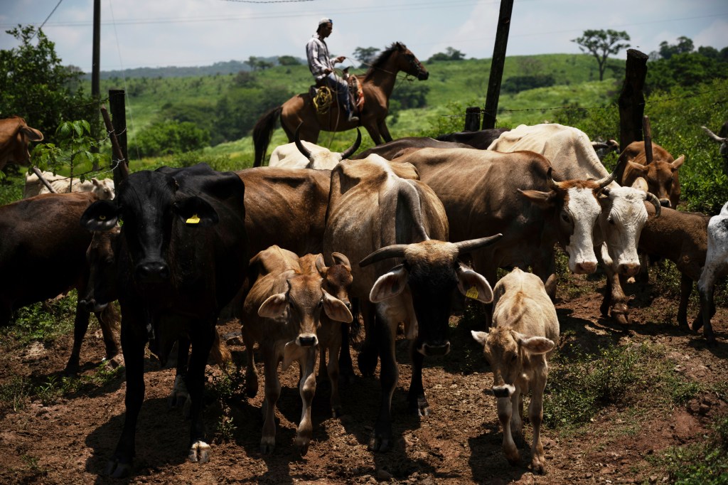 A ranch worker drives cattle to a corral for inspection for New World screwworm at a ranch in Cintalapa, Chiapas, Mexico, Wednesday, July 23, 2025, amid an infestation that led the U.S. to suspend cattle imports over fears the pest could reach the border. (AP Photo/Isabel Mateos)