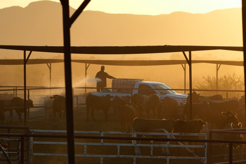 A ranch hand sprays for fly control at a ranch that supplies livestock for export to the U.S., in Zamora, northern Mexico, Tuesday, July 29, 2025, as the U.S. border remains closed to Mexican cattle imports over screwworm concerns. (AP Photo/Fernando Llano)