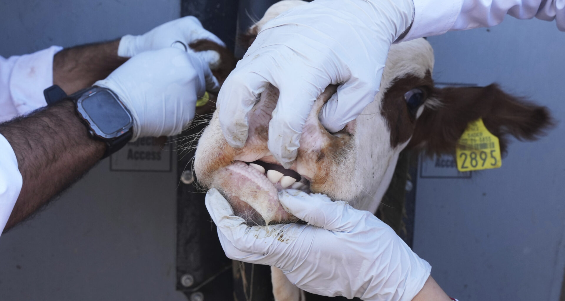 Veterinarians examine cattle at a ranch that supplies livestock for export to the U.S., in Zamora, northern Mexico, July 28, 2025, as the U.S. border remains closed to Mexican cattle imports because of screwworm concerns. (AP Photo/Fernando Llano)