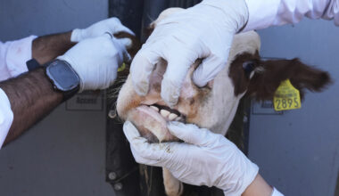 Veterinarians examine cattle at a ranch that supplies livestock for export to the U.S., in Zamora, northern Mexico, July 28, 2025, as the U.S. border remains closed to Mexican cattle imports because of screwworm concerns. (AP Photo/Fernando Llano)