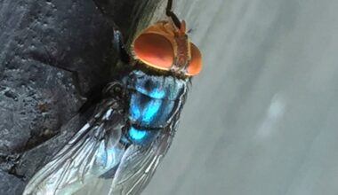 Flesh-eating fly found in Texas cattle for first time in decades