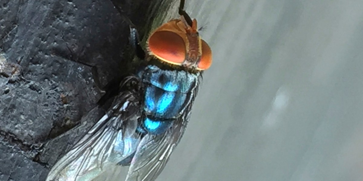 Flesh-eating fly found in Texas cattle for first time in decades