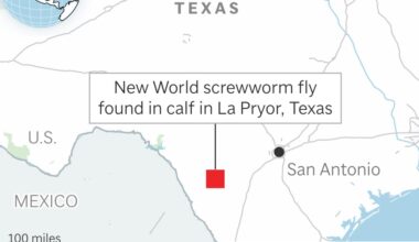A flesh-eating fly just crossed into Texas. The last time it did, it took 30 years to stop