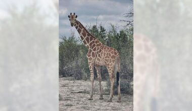 A giraffe named Gracie escaped in Texas. No one can seem to find her
