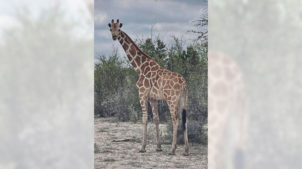 A giraffe named Gracie escaped in Texas. No one can seem to find her
