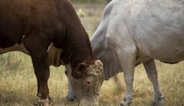 First U.S. suspected case of New World screwworm reported in South Texas