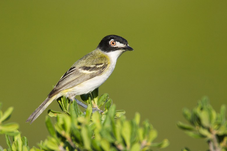 A Black-capped vireo male near Fort Lancaster in Crockett Co. on June 17, 2005.