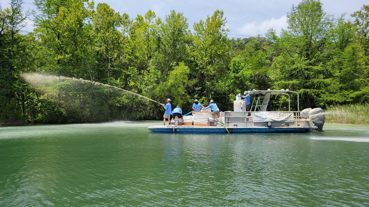 Harmful blue-green algae spotted in Austin waterways