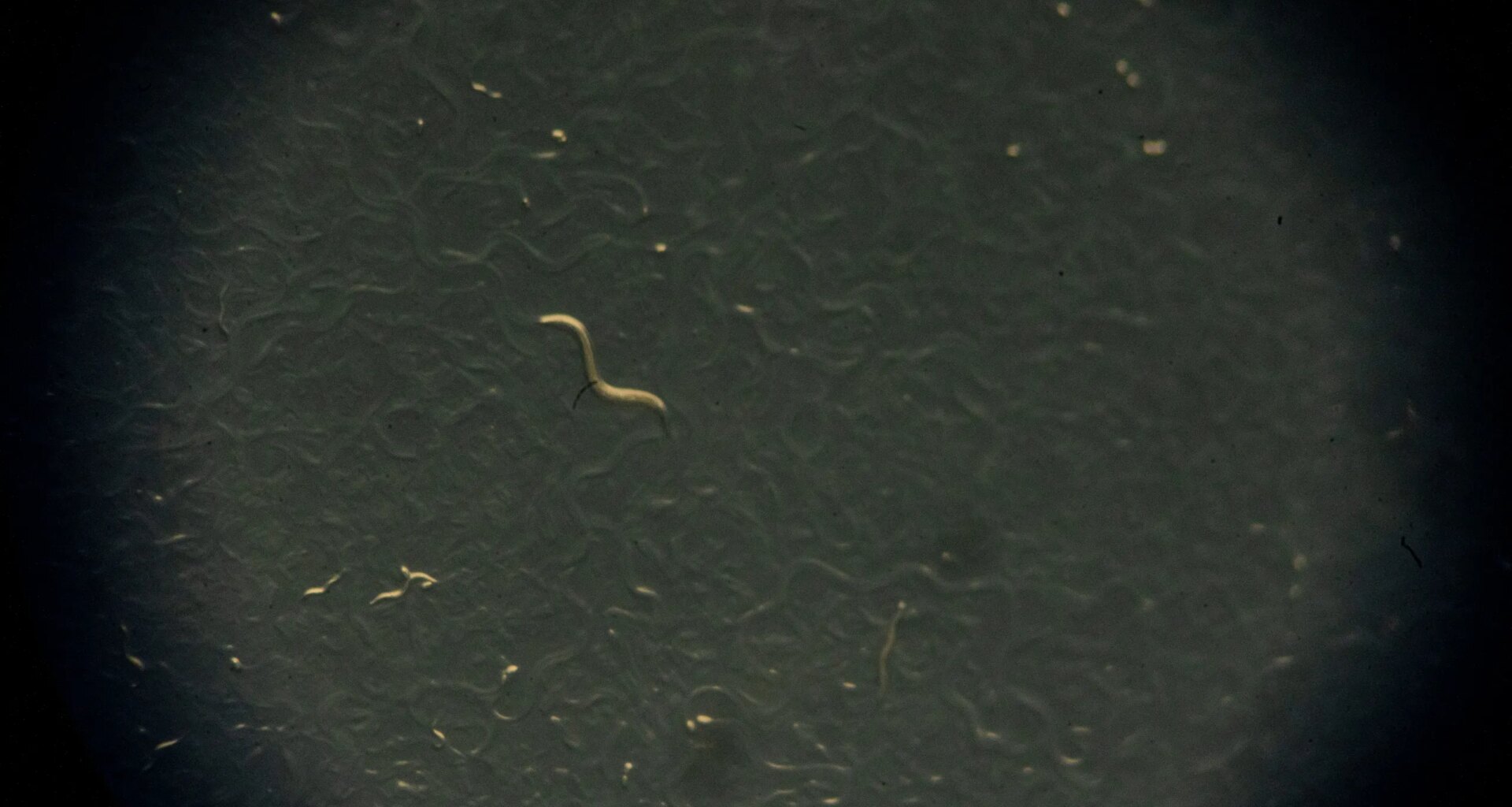 Microplastics may act as toxin carriers, local researchers find