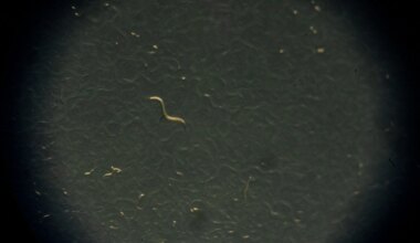 Microplastics may act as toxin carriers, local researchers find