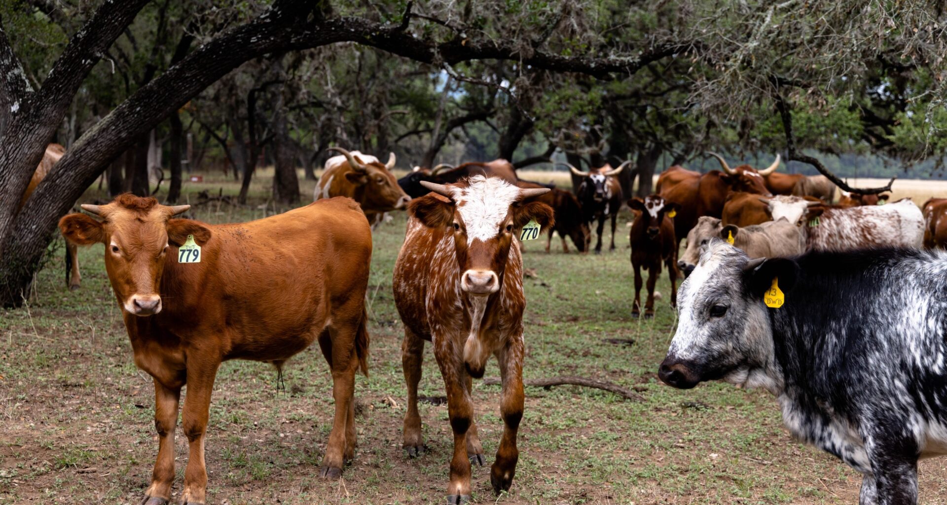 Texas confirms 5 New World screwworm cases