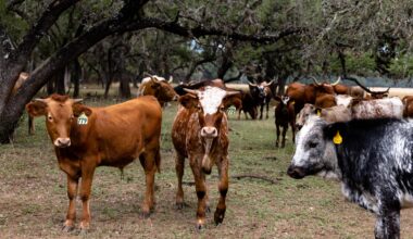 Texas confirms 5 New World screwworm cases