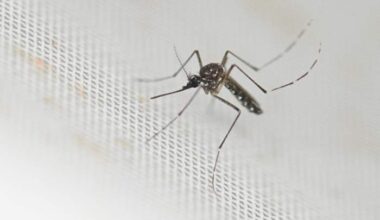 How to request mosquito help in Houston area counties
