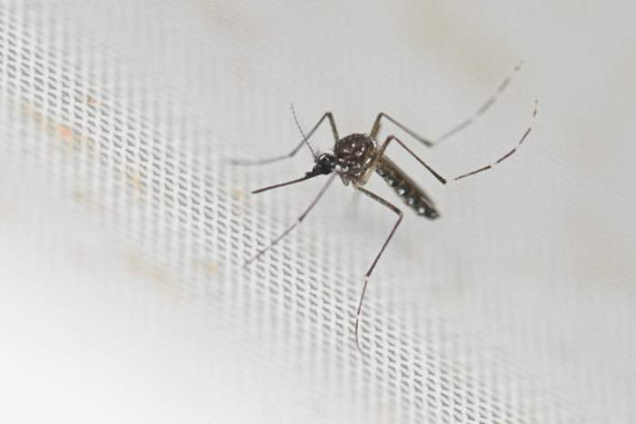 How to request mosquito help in Houston area counties