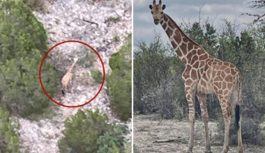 Escaped giraffe found miles from enclosure