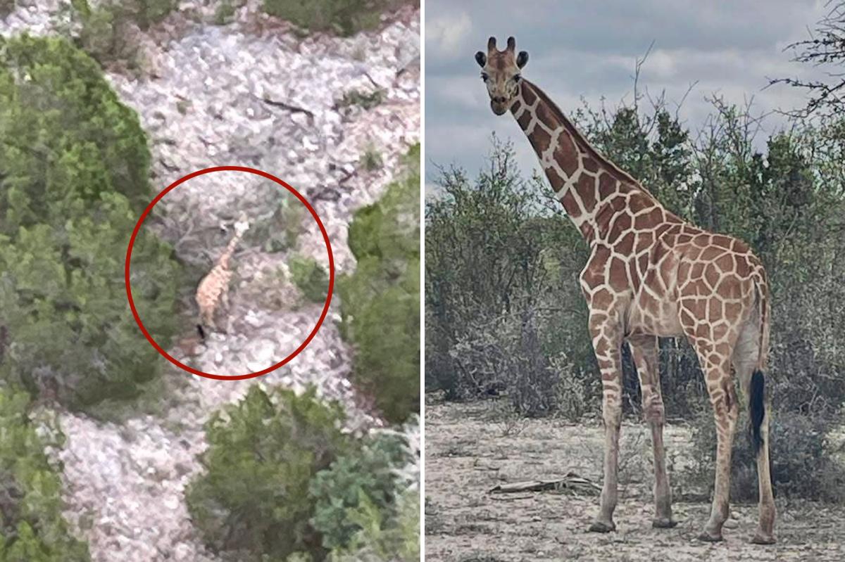 Escaped giraffe found miles from enclosure