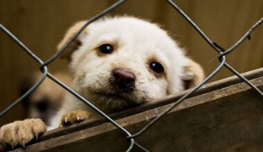 DFW Shelters Over Capacity: Adopt & Foster Urgent