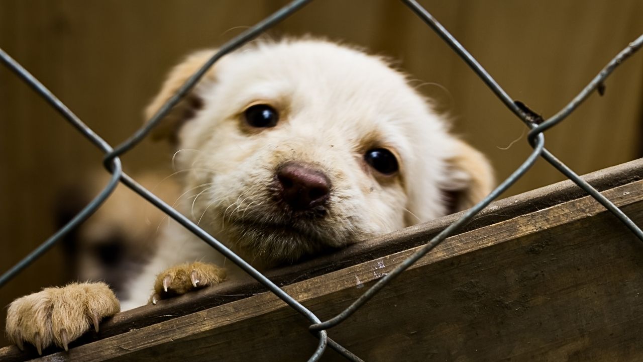 DFW Shelters Over Capacity: Adopt & Foster Urgent