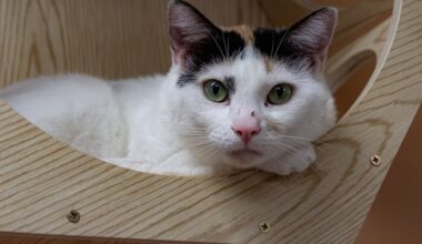 ‘Cat lounge’ lets visitors get to know, adopt shelter animals