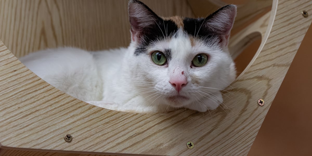 ‘Cat lounge’ lets visitors get to know, adopt shelter animals