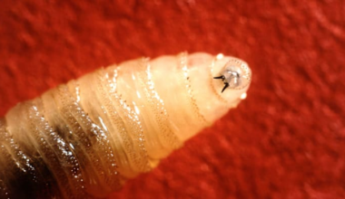 Flesh-eating parasite confirmed in Texas. What Houston residents need to know about the new world screwworm