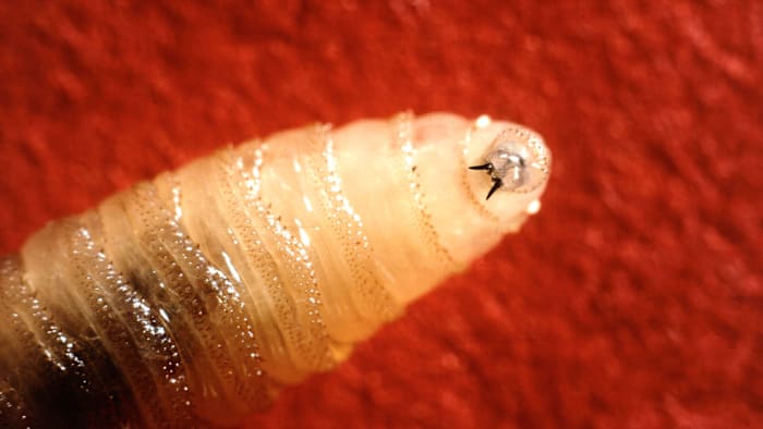 Flesh-eating parasite confirmed in Texas. What Houston residents need to know about the new world screwworm