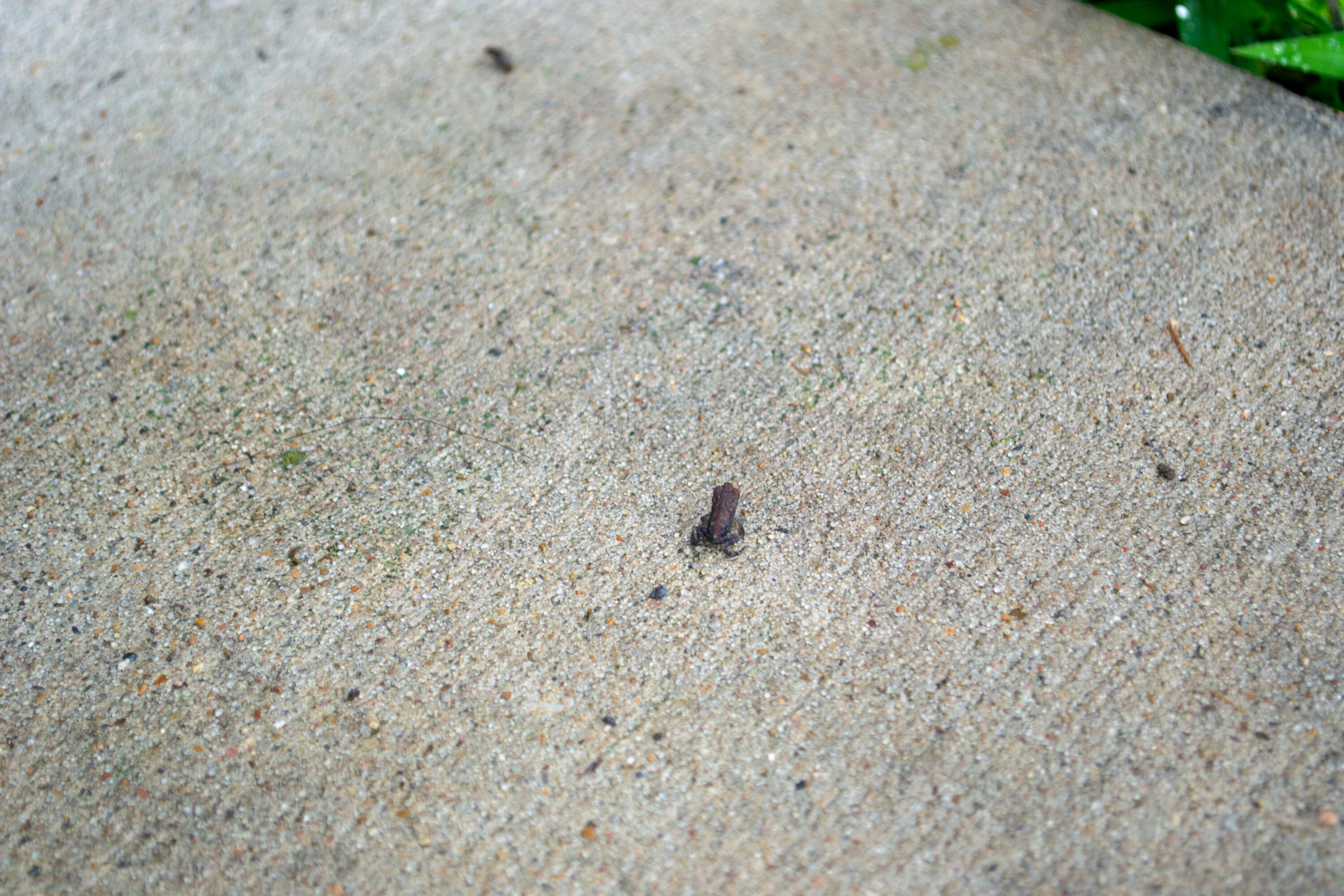 A Gulf Coast Toadlet, smaller than the size of a penny, commonly appear in Houston following summer rains.