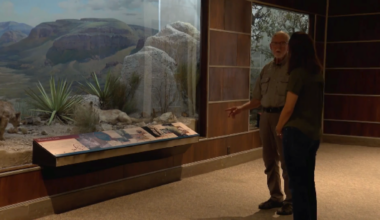 Dallas Museum of Natural History reopens during World Cup – NBC 5 Dallas-Fort Worth