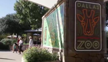 Dallas Zoo Dollar Days tickets are on sale for summer 2026 – NBC 5 Dallas-Fort Worth