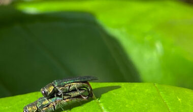 Texas A&M Forest Service detects emerald ash borer in three additional counties