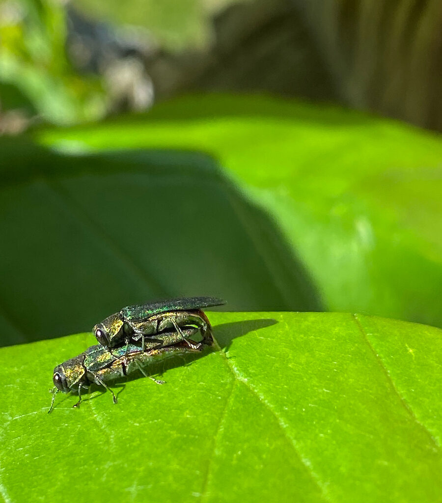 Texas A&M Forest Service detects emerald ash borer in three additional counties