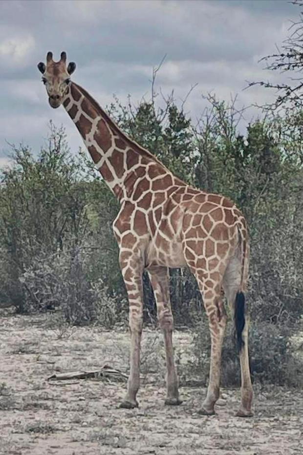 This undated image provided by Vic Jones shows Gracie, a giraffe whose owner says went missing in Texas, in Uvalde County, Texas. (Vic Jones via AP)