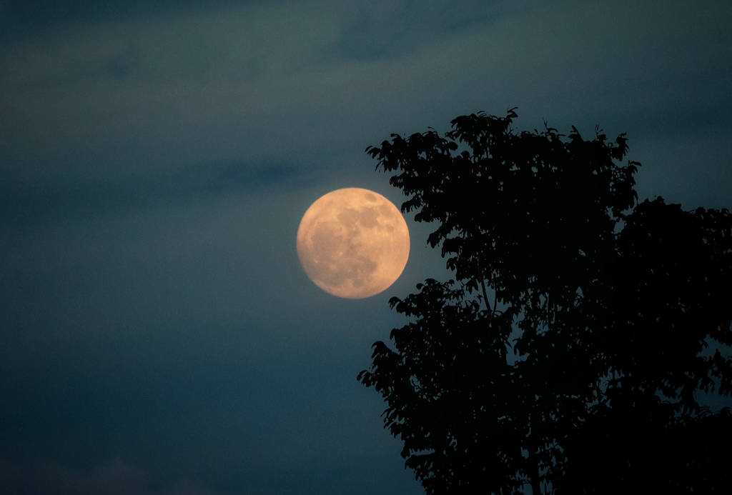 Image shows a full moon somewhat framed by the silhouette of tree branches.