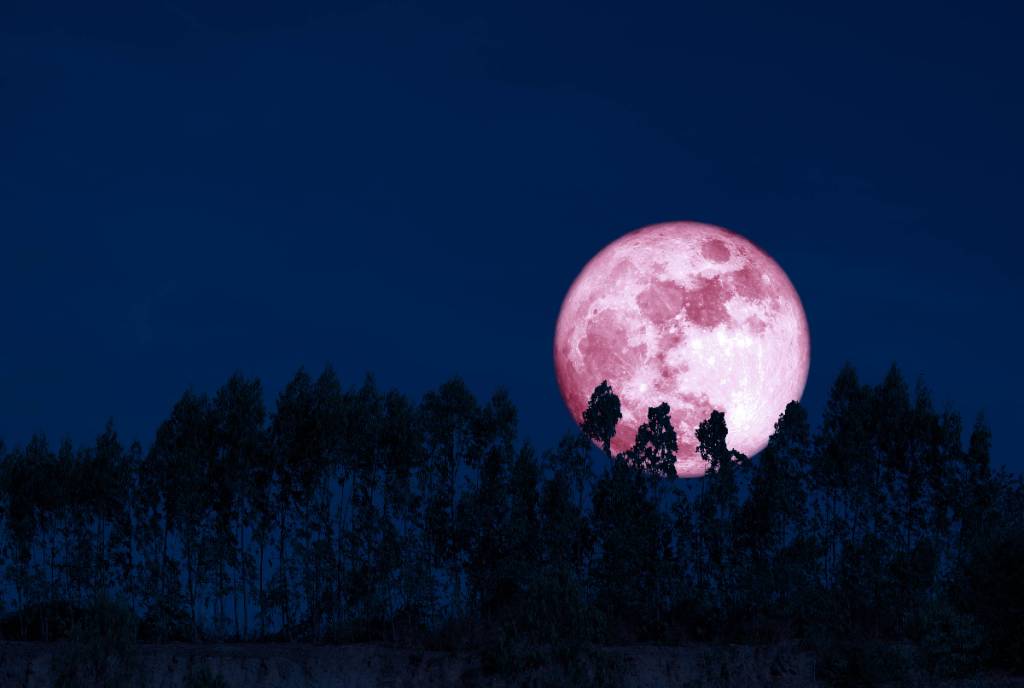 Image shows a Strawberry Moon behind the silhouette of a tree line. 