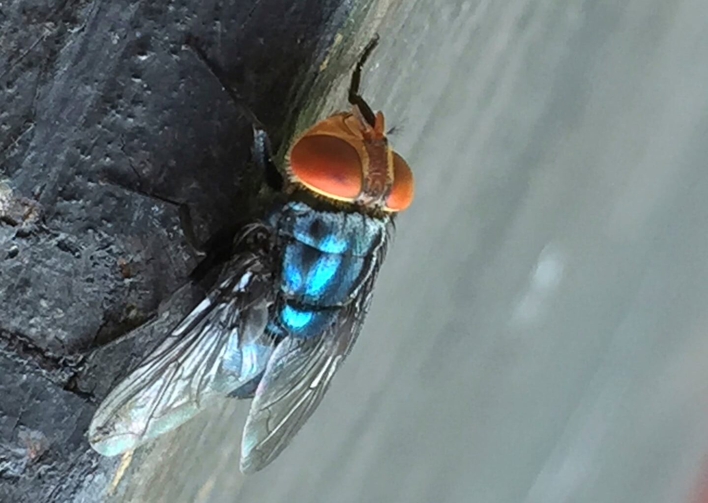 The New World screwworm fly is a tropical species that, decades ago, infested cattle in warm climates across the southern United States.