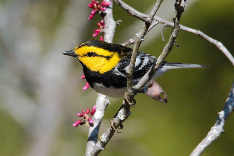 A golden-cheeked warbler, the only bird species whose population nests exclusively in Texas; they only breed in Central Texas’ ashe juniper and oak woodlands.